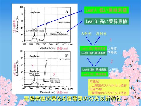 近赤外域の分光反射特性による植物の葉内水分量の推定